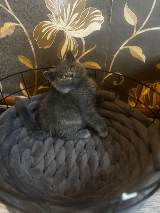 Koty Brytyjskie FPL gotowe na zmianę domu