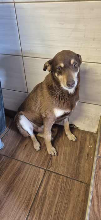 Piesek okolo 6 lat
