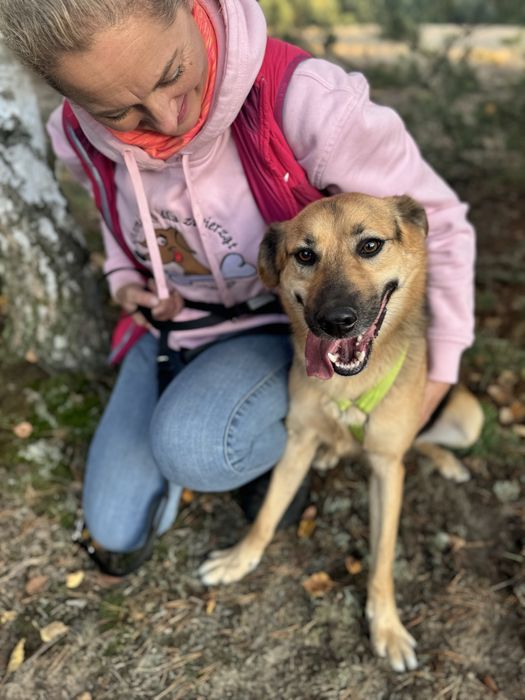 W wigilię trafił do schroniska… Forest do adopcji