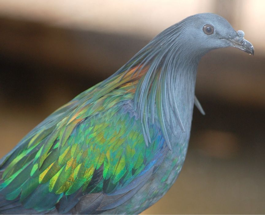 Macho pombo nicobar