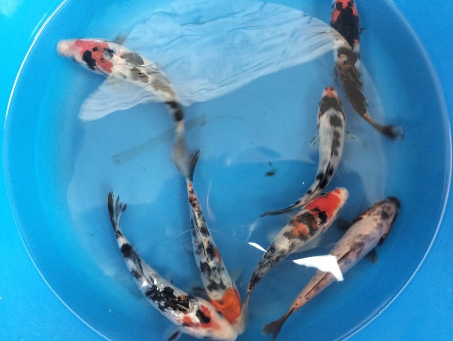 Carpa koi seleção 12 a 15cm