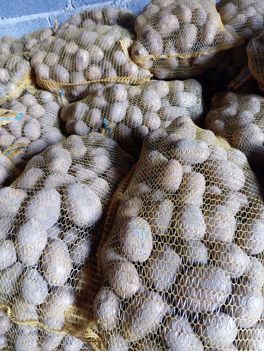 Ziemniaki Melody i paszowe