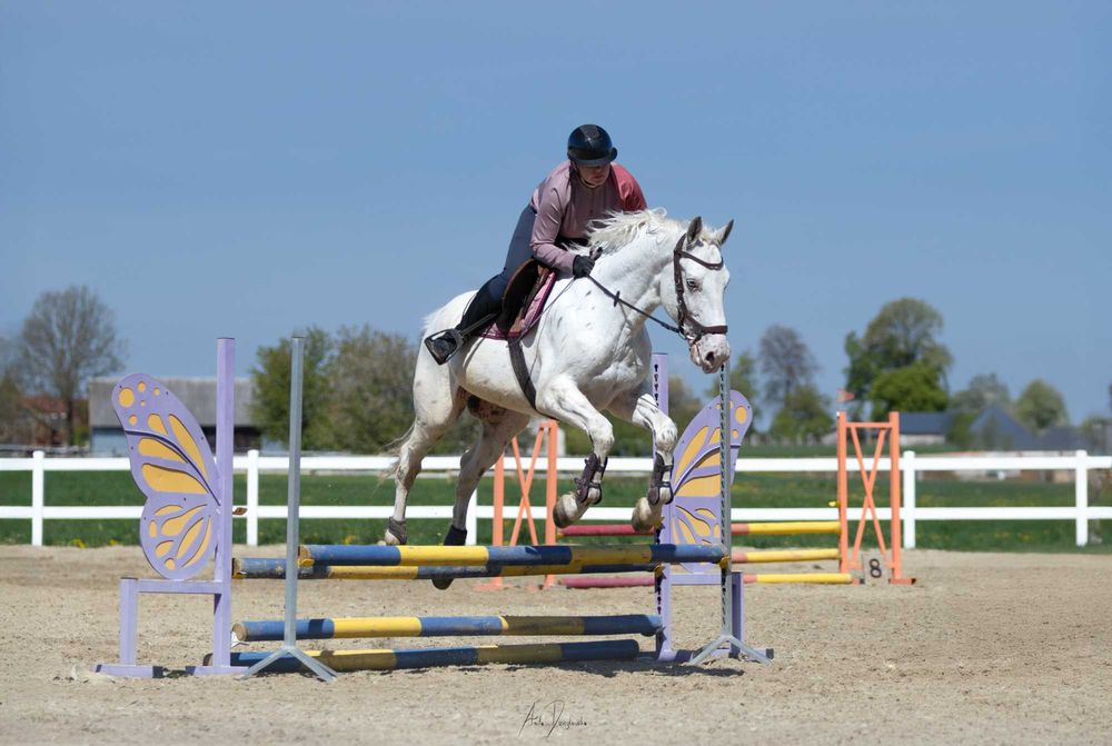 Sprzedam wałacha dla dziecka lub amatora