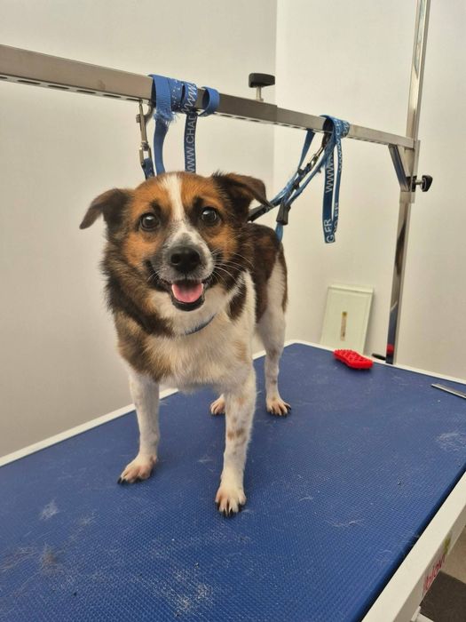 Mat poleca się do adopcji