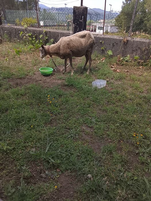 venda ovelha troco