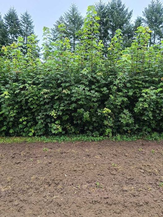 Klon jawor 2,5 m - 3 m Sadzonki