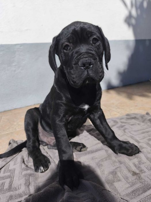 Cane Corso Macho 2 meses