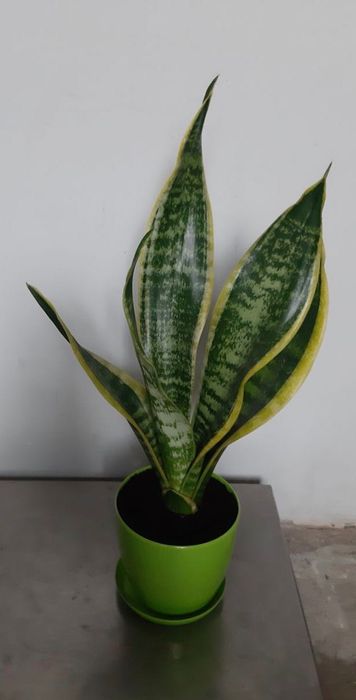 Сансевьерия с жёлтой каймой