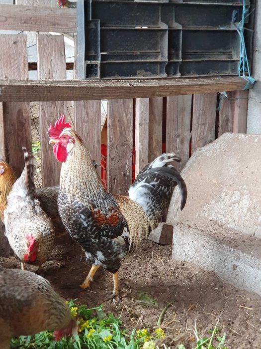 Vendo   ovos  galinhas cream  legbar legbar.