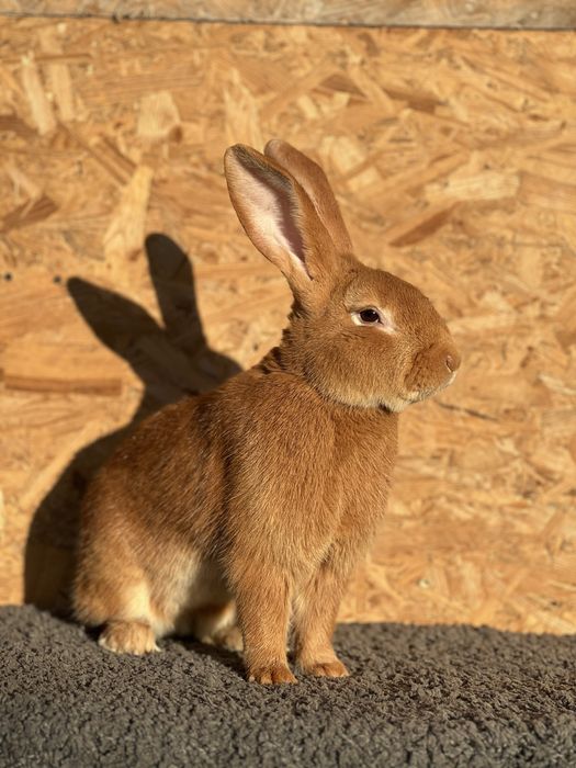 Кролі Боргундці різного віку