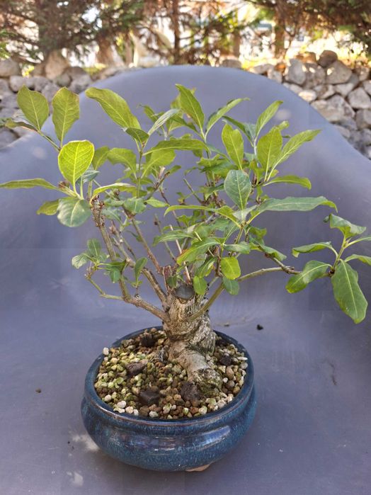 Bonsai Euonymus Europea