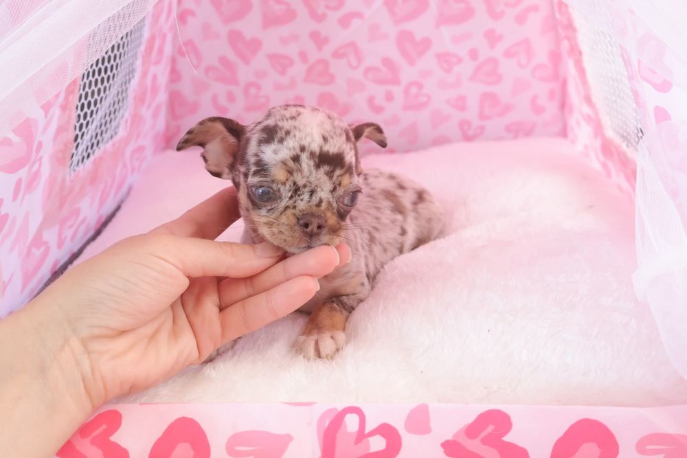 Chihuahua  Super Mini. Menino Chocolate Merle .Cabeça de maçã.Olhos azuis
