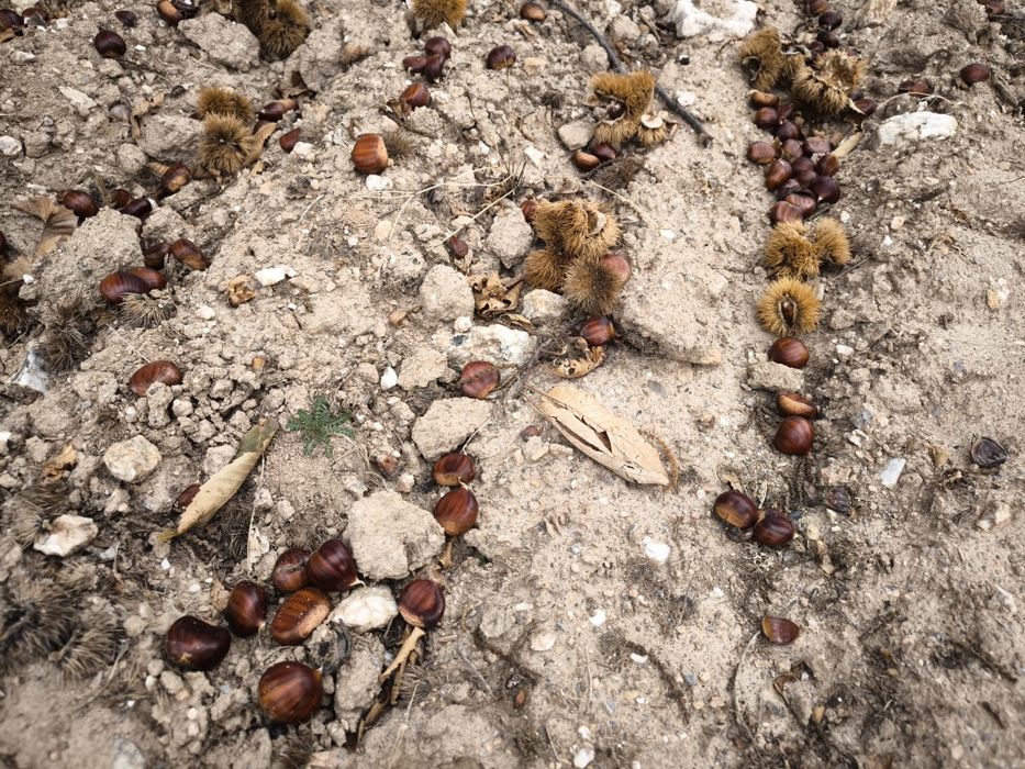 Castanhas Transmontanas