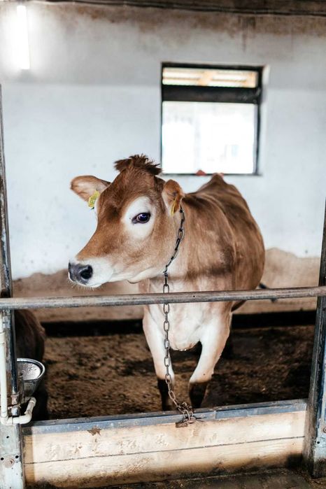 Телята, телиці, нетелі джерсейської породи