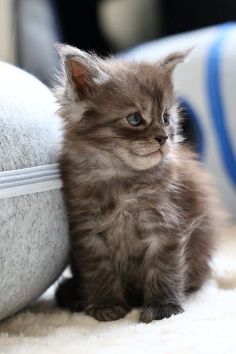 Kocurek Maine Coon