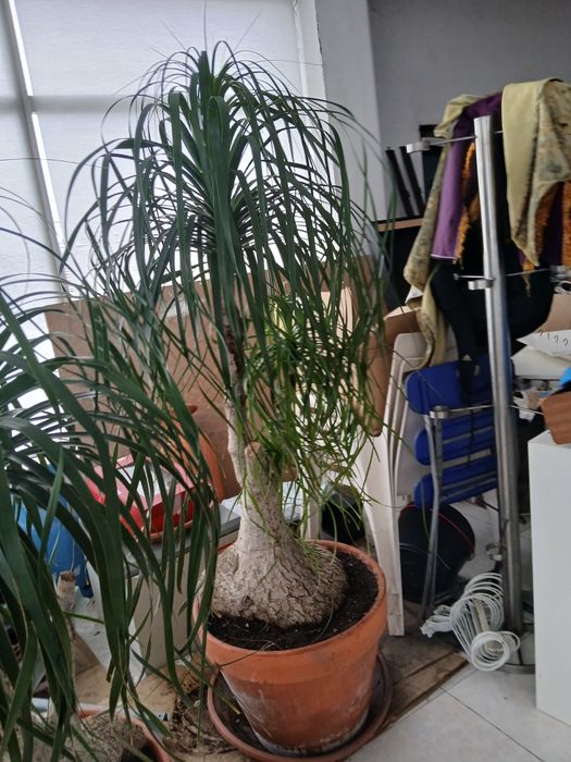 Planta Neolina Beaucarnea  gigante Bonsai maravilhoso.