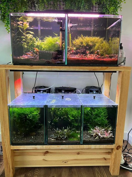 super krewetkarium