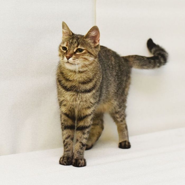 Кошечка для души-