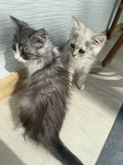 Кошенята,в добрі руки