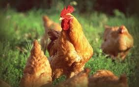 Інкубаційне яйце м'ясояєчних та бройлер