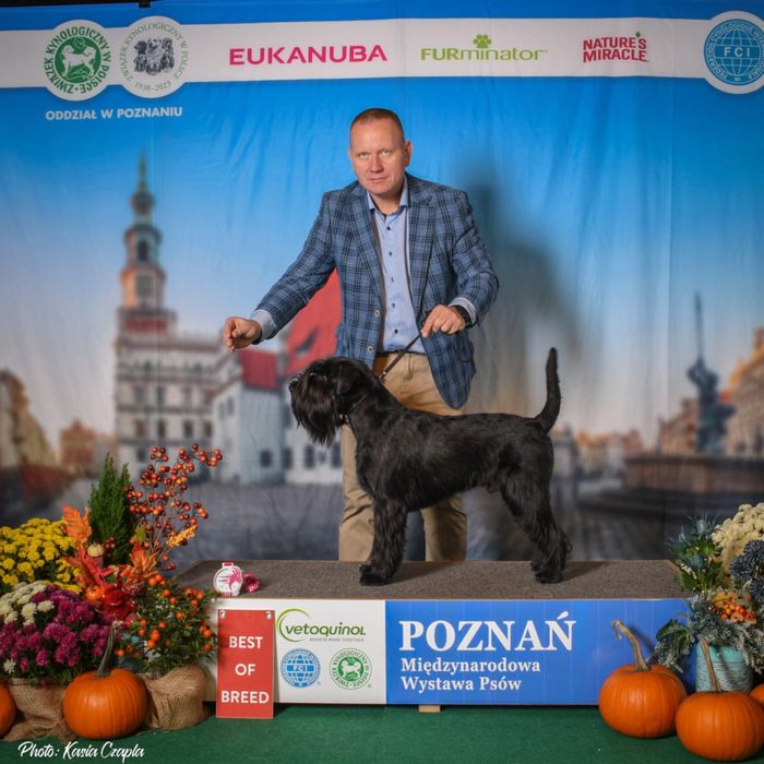 Sznaucer Średni Czarny Reproduktor