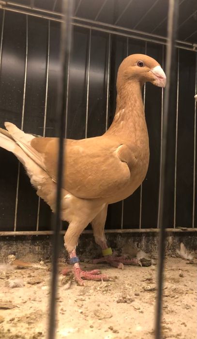 Niemiecki wystawowy samiczki