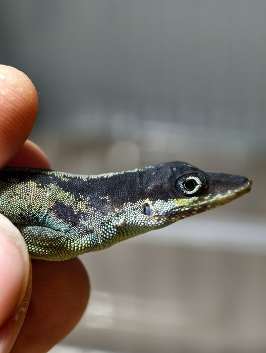 Anolis roquet summus jaszczurka