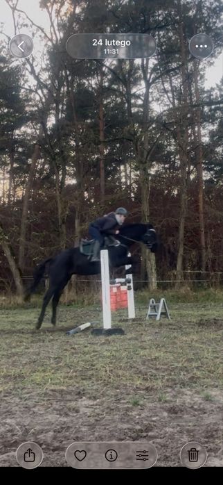 Klacz 2letnia po Dark Ann