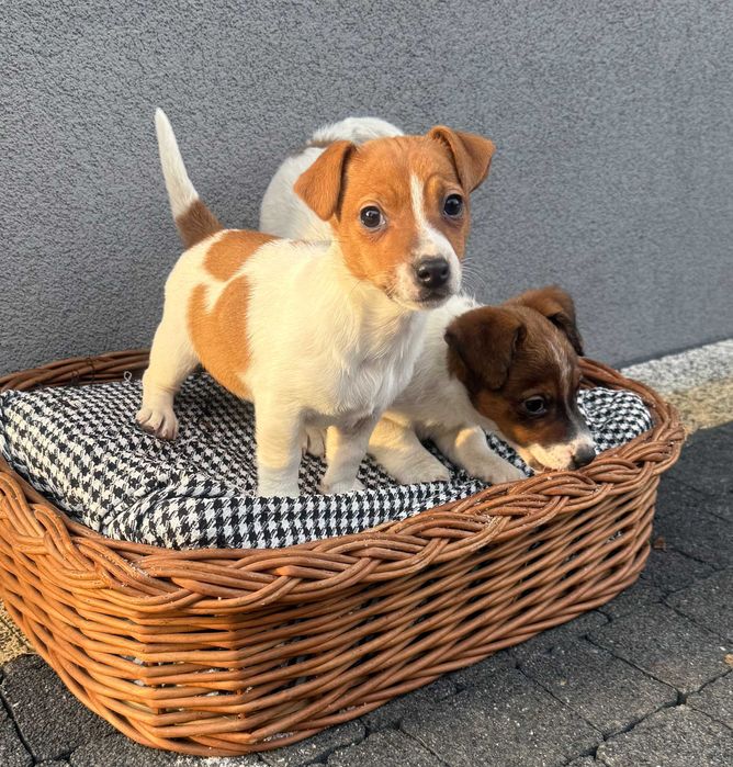 Jack Russell Terrier suczka od # SMARTIE JACKS # pure breed female