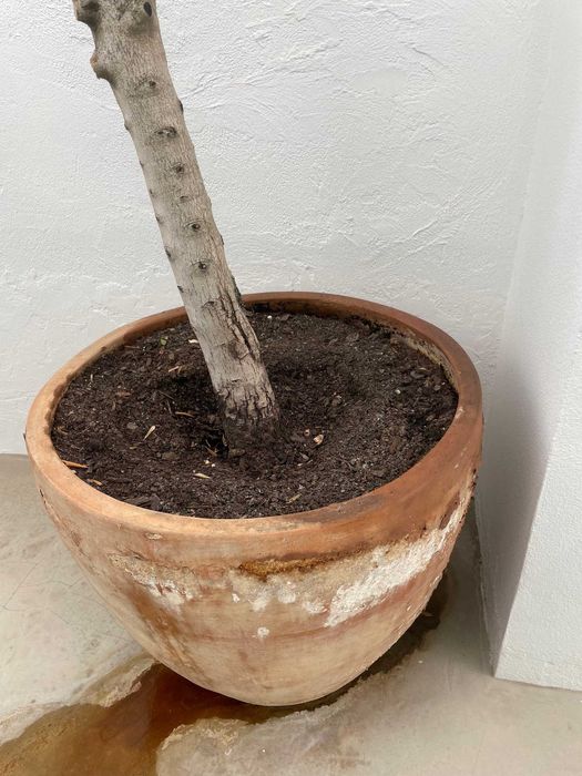oliveira tronco e vaso de terracota