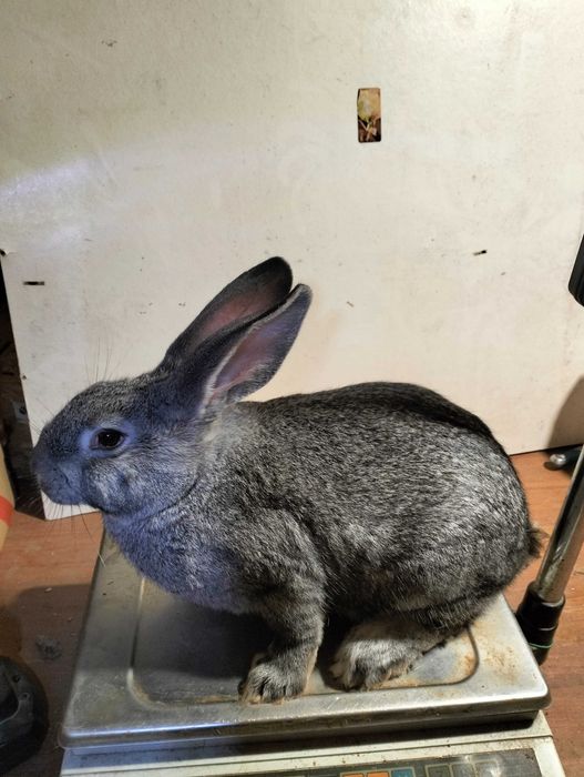 Кролики на плем'я, молодняк кроликів, шиншила