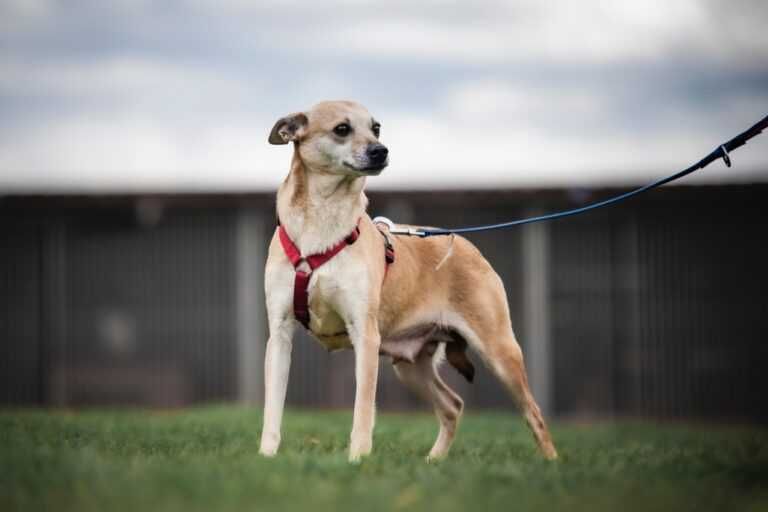 Drobniutka Nebula szuka domku