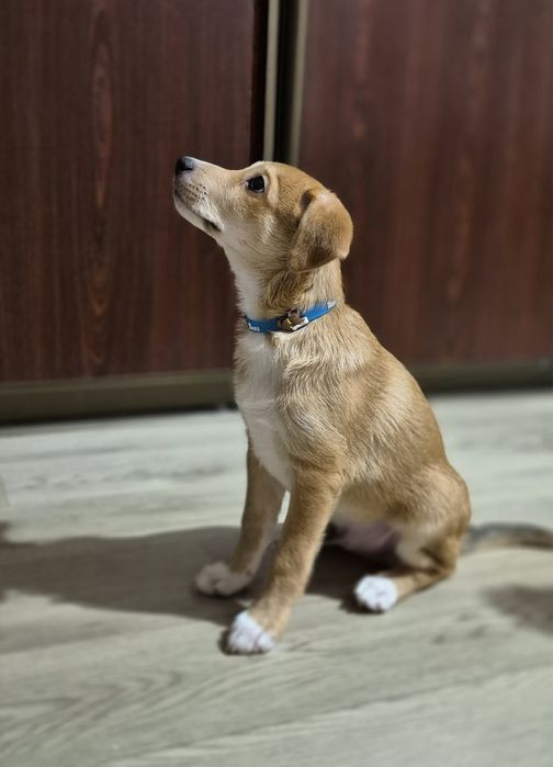 Джек расел терьер метисы