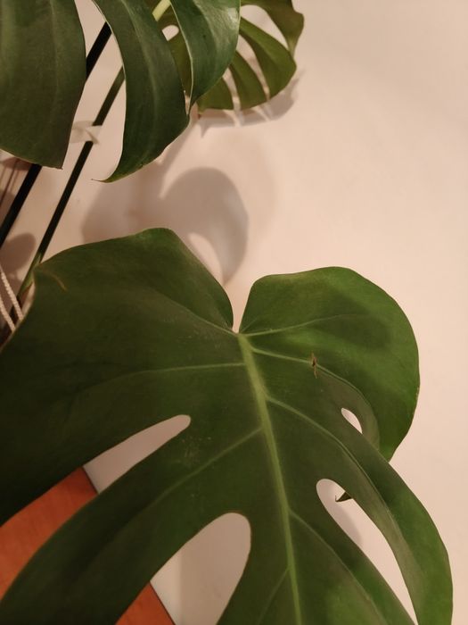 Monstera deliciosa