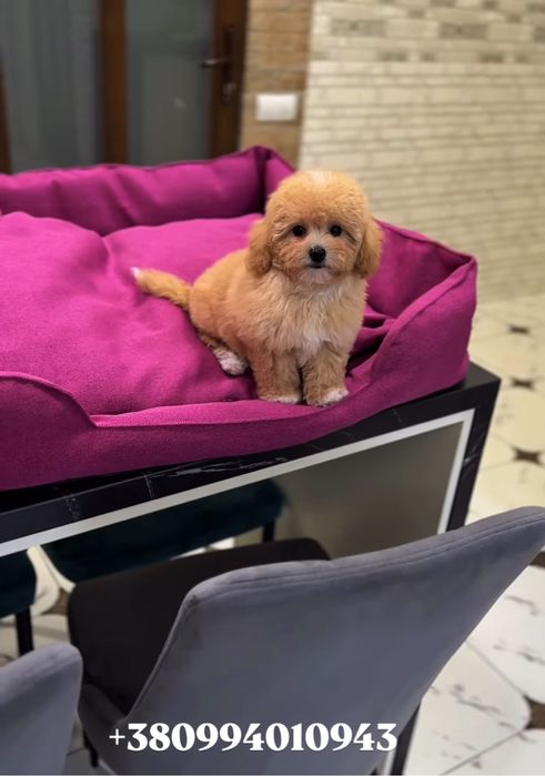 Міні карамельні цуценята мальтіпу. Найкрасивіші мальтіпу ф1