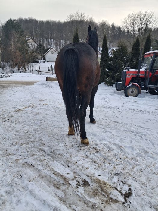 Klacz slaka po rodzicach programowych