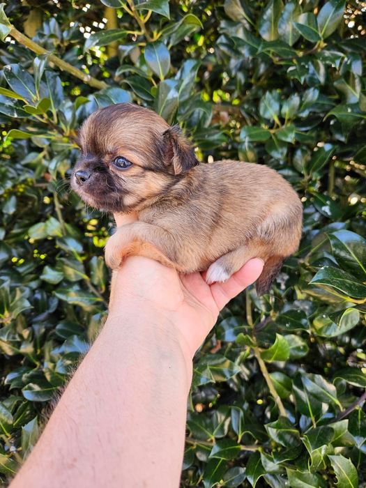 Chihuahua macho pelo longo