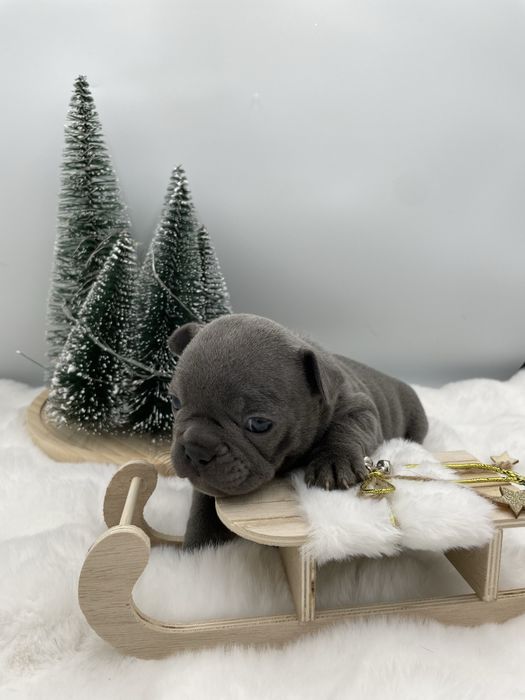 Sunia  Buldog Francuski