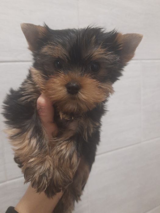 А не Вас выглядывает малыш ?