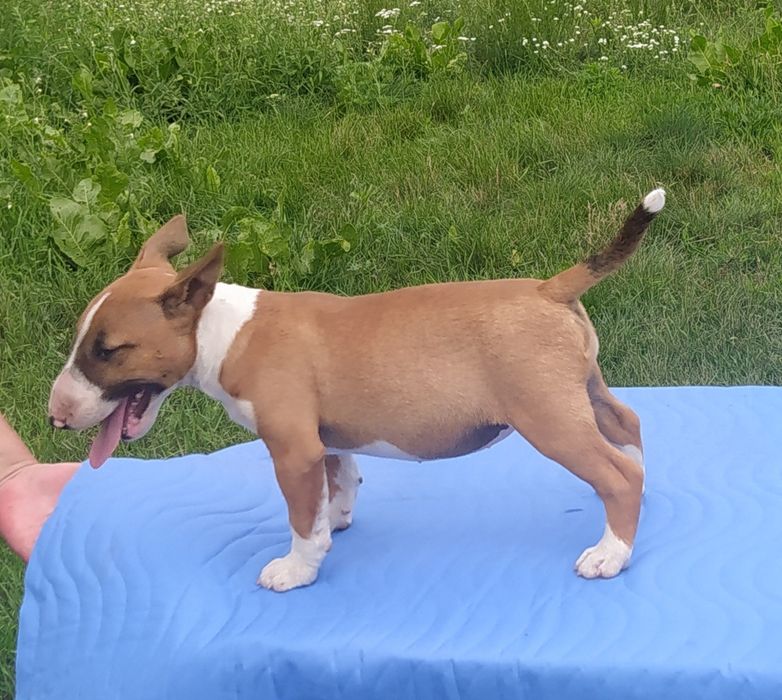 Минибультерьер девочки