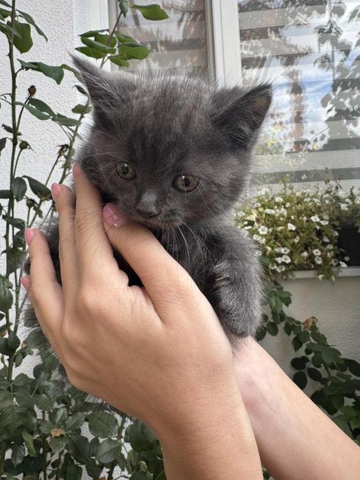 Котики шотландські  чистокровні