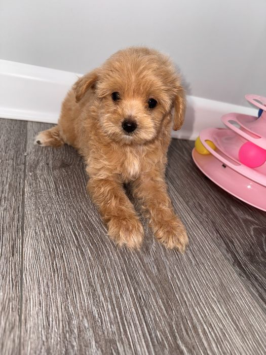 Продаж цуциків мальтіпу