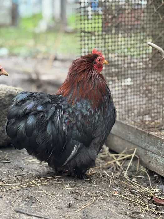 Карликові кохінхіни