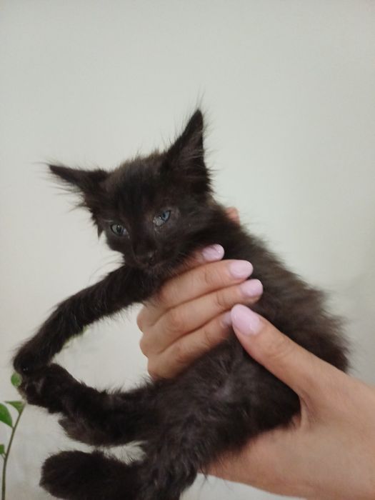 Gatinho preto com olhos azuis - 2 meses