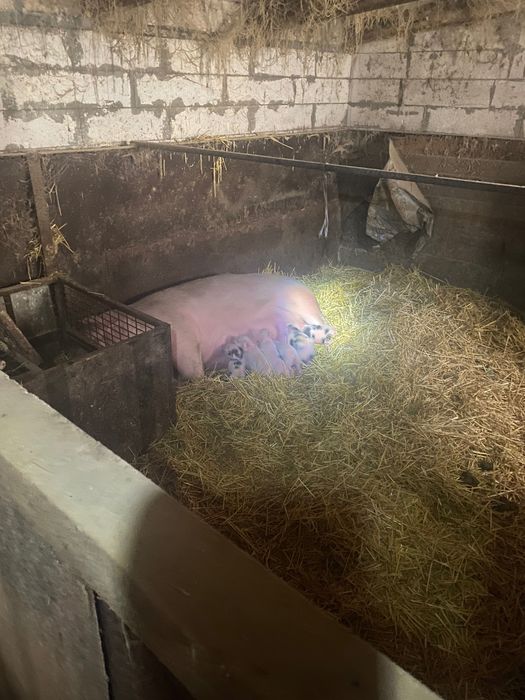 Продаю поросят есть кабанчики и свинки