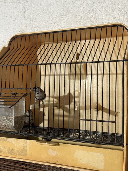 Exoticos disponiveis