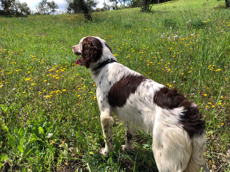 Setter ingles macho
