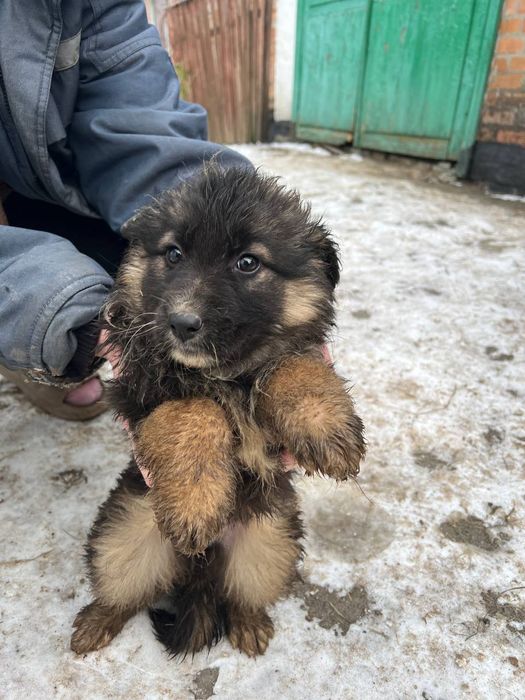 Віддам в добрі руки метиси німецької вівчарки