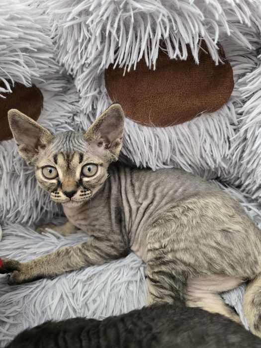 Devon rex FPL  kotka