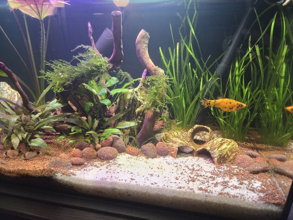 Akwarium 60l sprzedam jak stoi